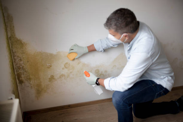 Best Mold Odor Removal Services  in Mount Pocono, PA